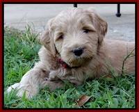 BG pups 5 wks old 27