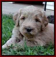 BG pups 5 wks old 28