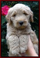 BG pups 6 wks old 5