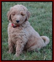 BG pups 7 wks old 40