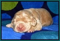 BG pups 1 wk old 19