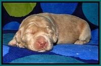 BG pups 1 wk old 20