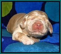 BG pups 1 wk old 21