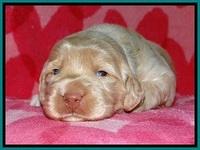 BG pups 2 wks old 4