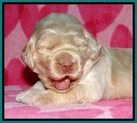BG pups 2 wks old 5