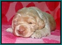 BG pups 2 wks old 6