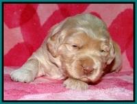 BG pups 2 wks old 7