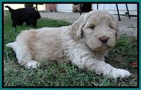 BG pups 5 wks old 19