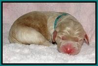 BG pups newborn 10