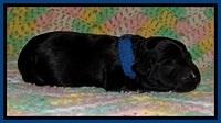 BR pups 1 day old 31