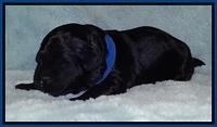 BR pups 1 wk old 1620