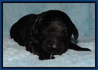 BR pups 1 wk old 21