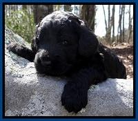 BR pups 3 wks old 11