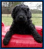 BR pups 5 wks old 390