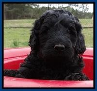BR pups 5 wks old 400