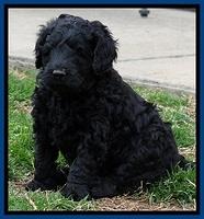 BR pups 5 wks old 410
