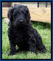 BR pups 5 wks old 420