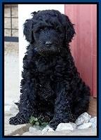 BR pups 6 wks old 100 (2)
