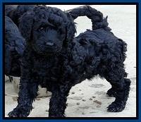BR pups 6 wks old 120 (2)