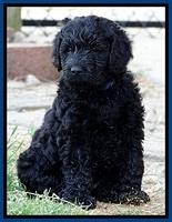 BR pups 6 wks old 480