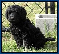 BR pups 6 wks old 520