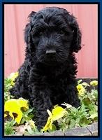 BR pups 6 wks old 690