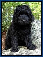 BS  pups 8 wks old 51
