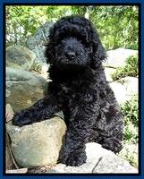 BS  pups 8 wks old 81