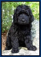 BS  pups 8 wks old 91