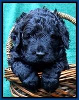 BS 4 pups weeks old 50