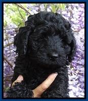 BS pups 7 wks old 11