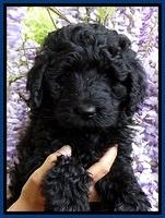 BS pups 7 wks old 21