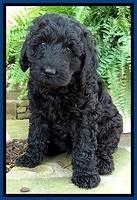 BS pups 7 wks old 41