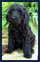 BS pups 7 wks old 51