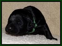 BR  pups 2 wks old 131