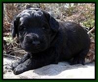 BR pups 3 wks old 101