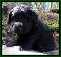 BR pups 3 wks old 111