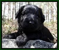 BR pups 3 wks old 121
