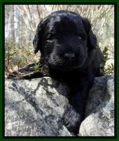 BR pups 3 wks old 91