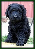 BR pups 6 wks old 150 (2)