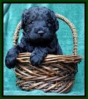 BS 4 pups weeks old 170