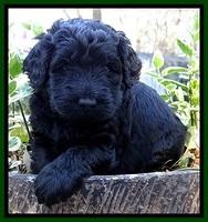 BS 4 pups weeks old 180