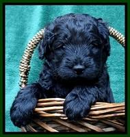 BS 4 pups weeks old 190