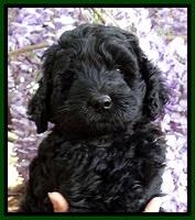BS pups 7 wks old 101