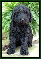 BS pups 7 wks old 131