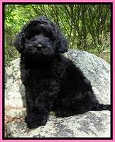 Jetter Family: California Girl "Callie"