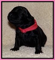 BR  pups 2 wks old 181