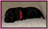 BR  pups 2 wks old 191