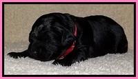 BR  pups 2 wks old 201