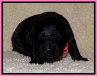 BR  pups 2 wks old 211